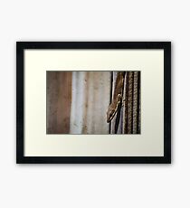 Brown Gecko Framed Print