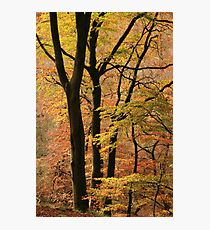 Autumn in Silent Valley Photographic Print