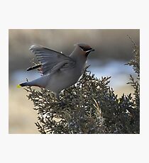 Waxwing Stretch Photographic Print