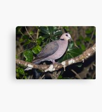 Laughing Dove Canvas Print
