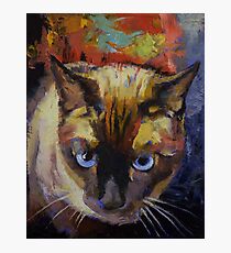 Seal Point Siamese Photographic Print
