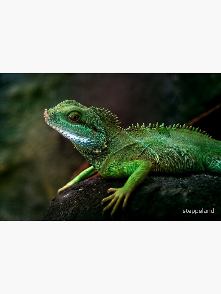 Little dragon 3 by steppeland