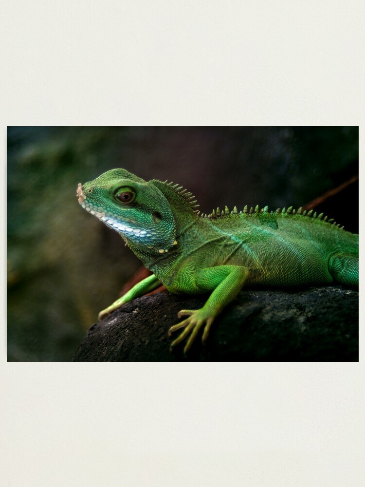 Alternate view of Little dragon 3 Photographic Print