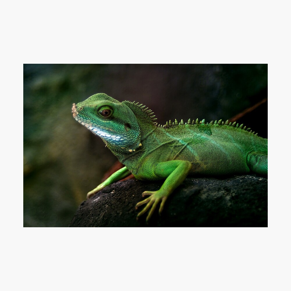 Little dragon 3 Photographic Print