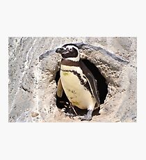 Penguin Photographic Print
