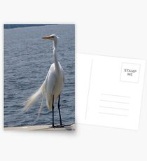 Blowing in the Wind Postcards