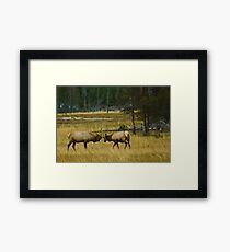Elk Bulls Sparring Framed Print