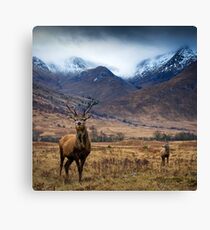 Glen Etive Red Deer Canvas Print