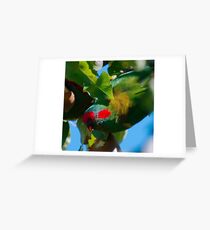 WO ~ PARROT ~ Musk Lorikeet by David Irwin 061119 Greeting Card