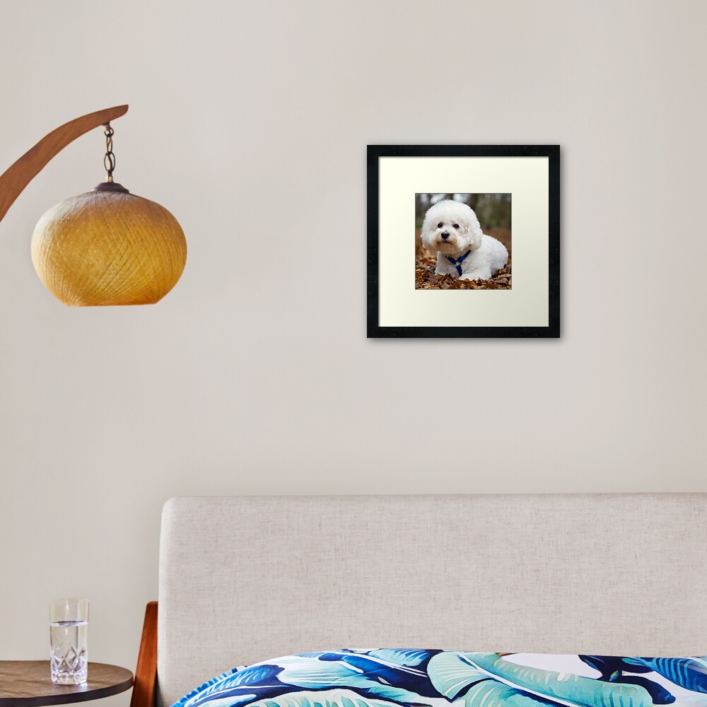 Bichon Frise Framed Art Print