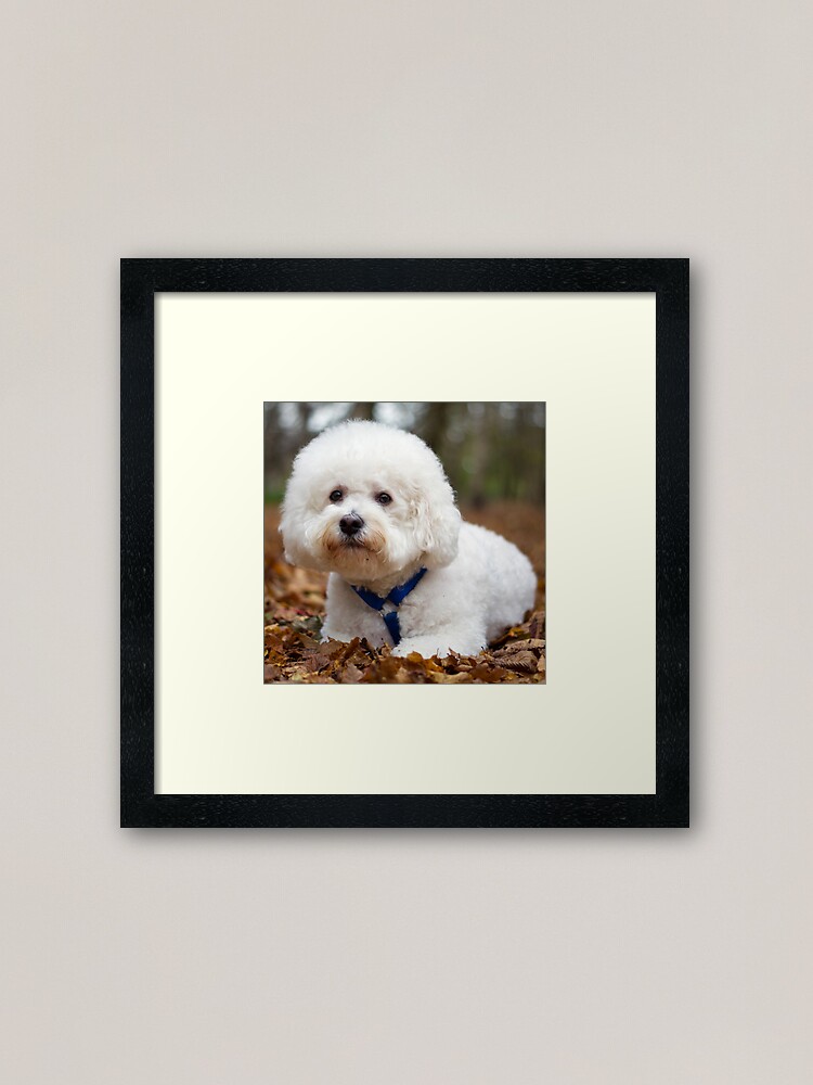 Alternate view of Bichon Frise Framed Art Print