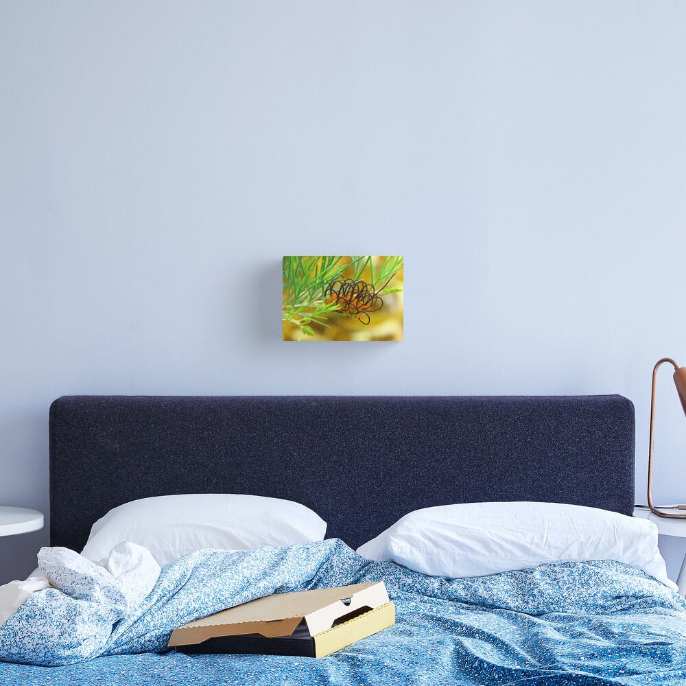 Grevillea calliantha Canvas Print