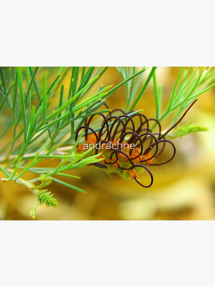 Grevillea calliantha by andrachne