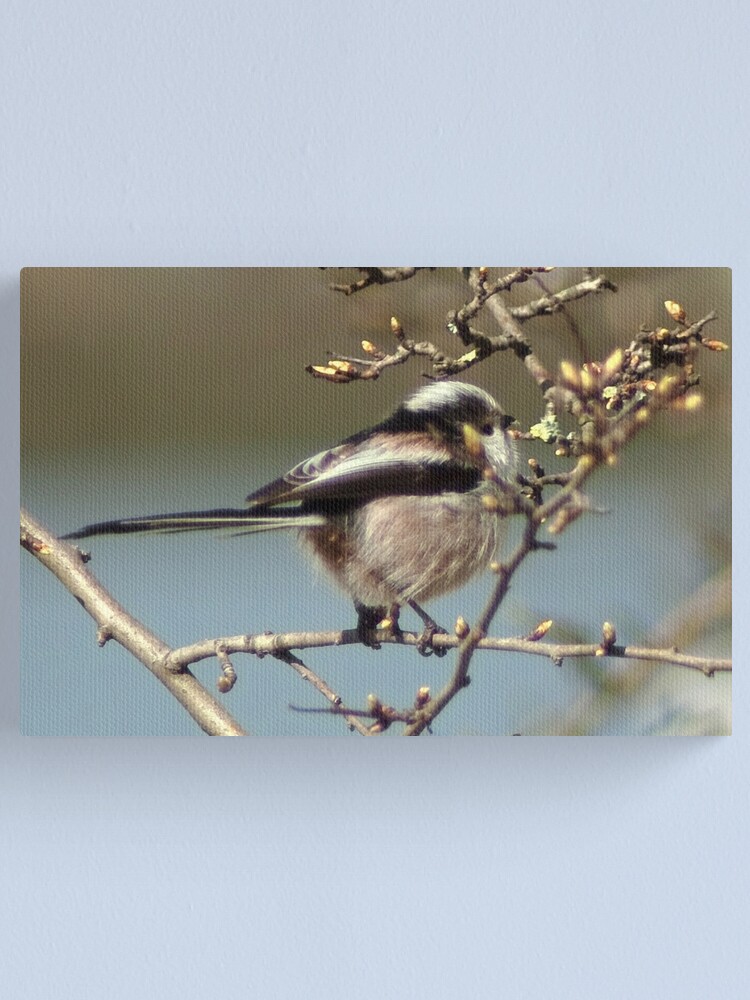Alternate view of Relishing sweet spring buds Canvas Print