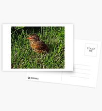 Where's My Mom ? I Want My Mom !! Postcards