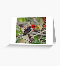SC ~ WO ~ HONEYEATER ~ Scarlet Honeyeater by David Irwin 071119 Greeting Card