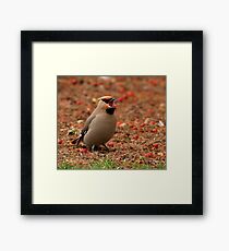Bohemian Waxwing Framed Print