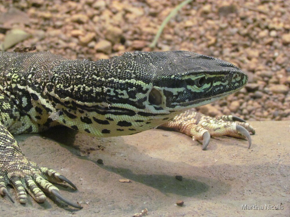 "Ridgetailed Monitor Lizard, Australia" by Martina Nicolls Redbubble