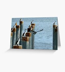 cormorants convention Greeting Card