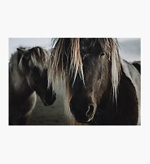 Close up straight look of horse Photographic Print