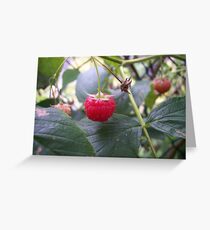 Fresh Greeting Card