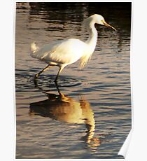Snowy Egret Poster