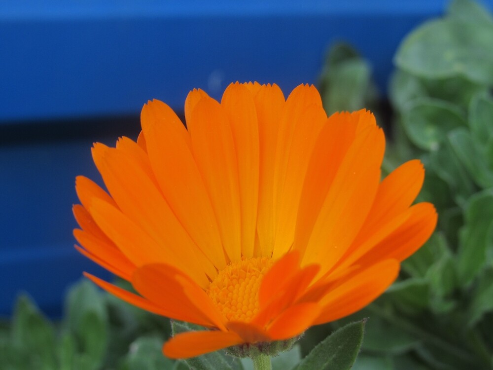 Orange Pot Marigold by tomeoftrovius
