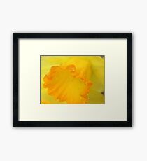 Macro Daffodil Framed Print