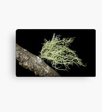 lichen Canvas Print