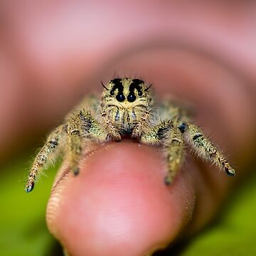 Jumping Spider Accessories for Sale