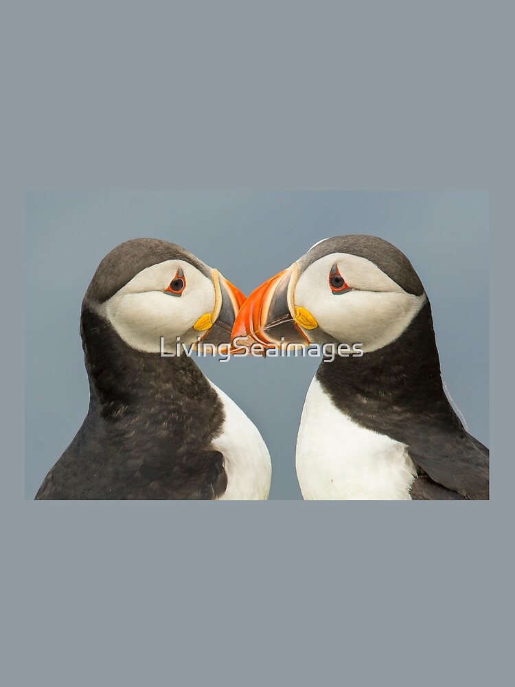 Pair of Atlantic Puffins by LivingSeaimages