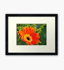 Orange Gerbera Framed Print