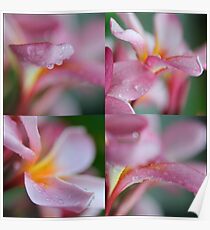 Frangipanis Poster