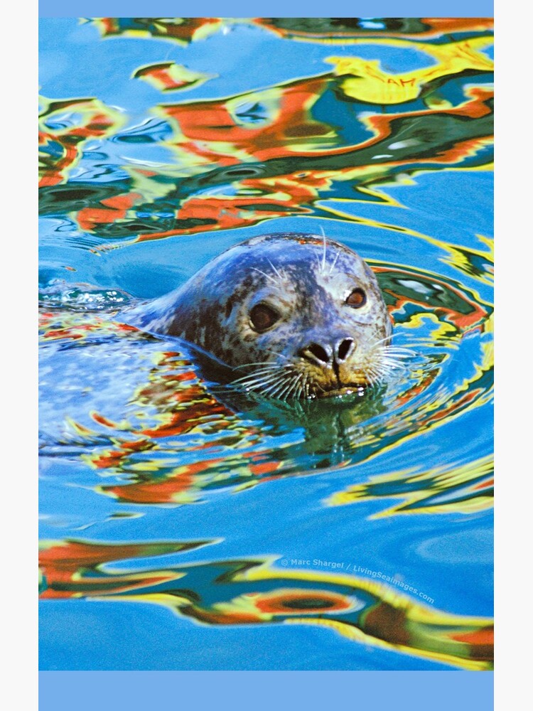 Harbor Seal in reflected color by LivingSeaimages
