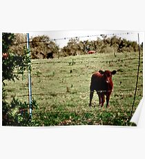 Brown Calf Poster
