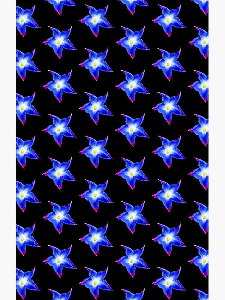 blaue Winden Blume, Blumen, Blüte blau pink floral von rhnaturestyles