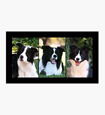 Border Collies Photographic Print