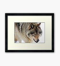 Winter in Canada / Lone Wolf Framed Print