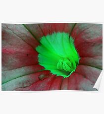 Floral macro-Pitunia Poster
