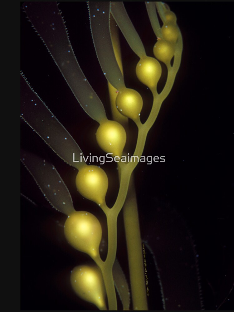 Giant Kelp helix by LivingSeaimages