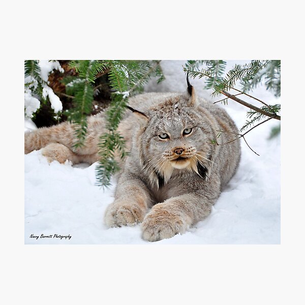 Canada Lynx Photographic Print
