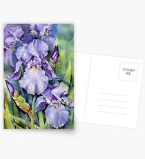 Dewdrop Irises Postcards