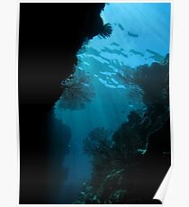 Gorgonian swim through Poster