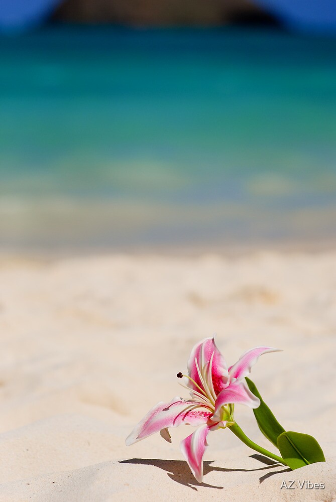 "Beach Lily Hawaiian Flower" by Chris Driscoll Redbubble