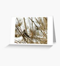 Song Sparrow Near Creek in March Greeting Card