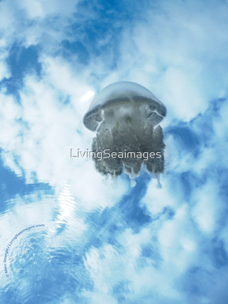 Jelly in Jellyfish Lake, Palau by LivingSeaimages