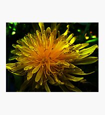 TINY Photographic Print