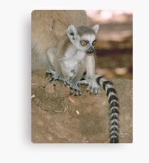 Baby lemur Metal Print