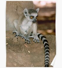 Baby lemur Poster
