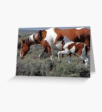 Wild Pinto Foal, Red Desert, Wyoming Greeting Card